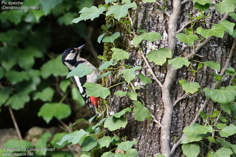 Great Spotted Woodpecker female adult