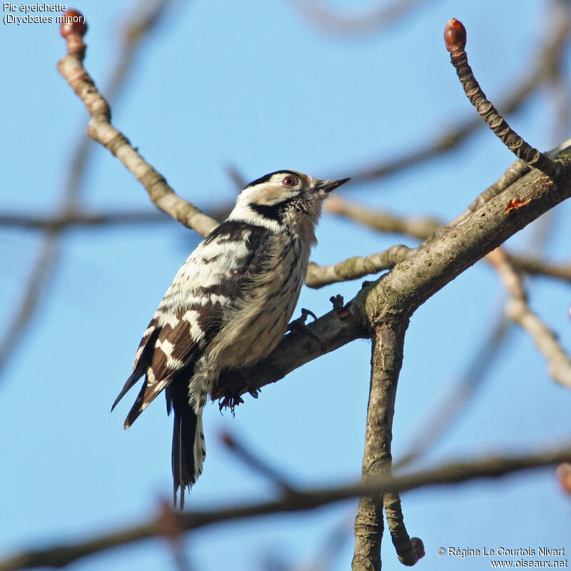 Lesser Spotted Woodpecker