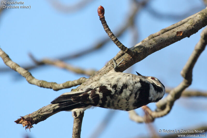 Lesser Spotted Woodpecker