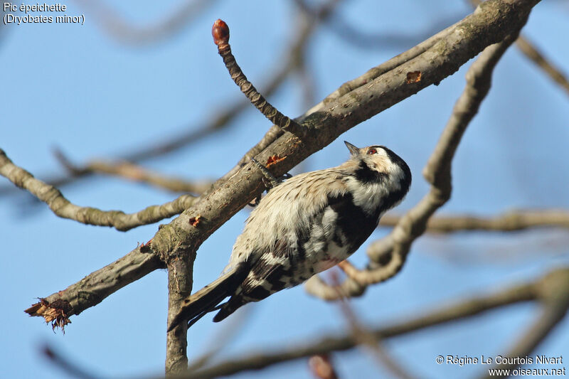 Lesser Spotted Woodpecker