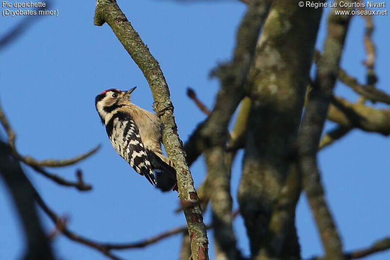 Lesser Spotted Woodpecker male