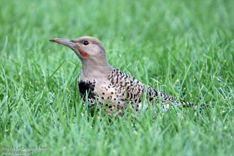 Northern Flickeradult, pigmentation, fishing/hunting