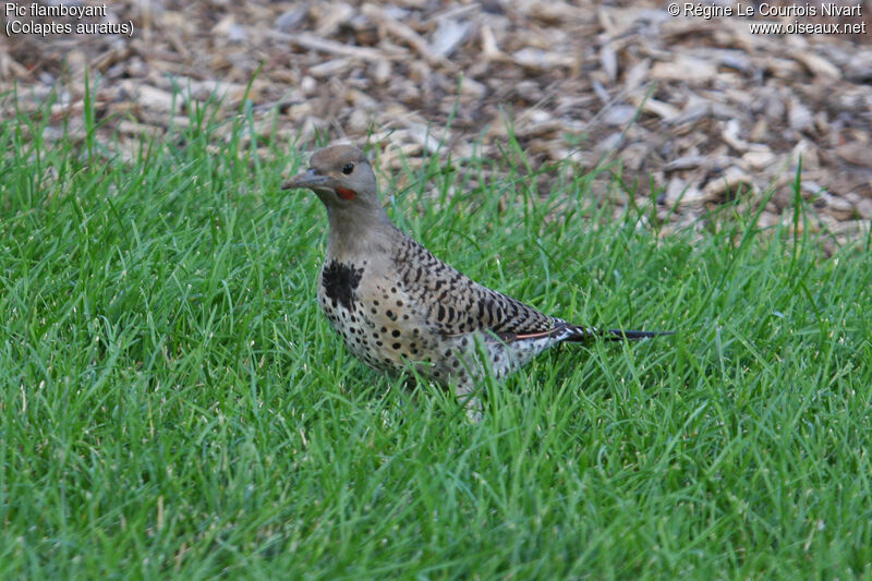 Northern Flicker