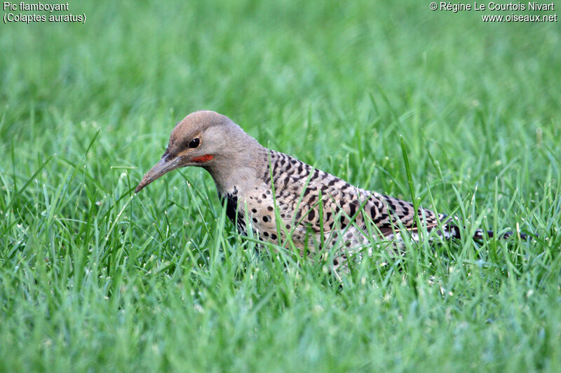 Northern Flicker