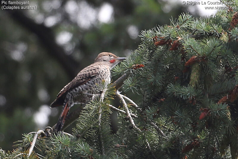 Northern Flicker