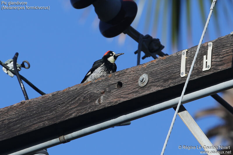 Acorn Woodpecker