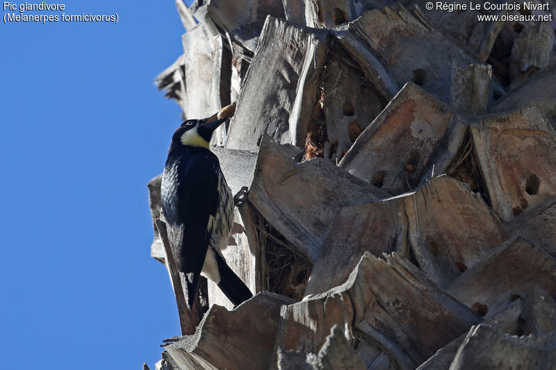 Acorn Woodpecker