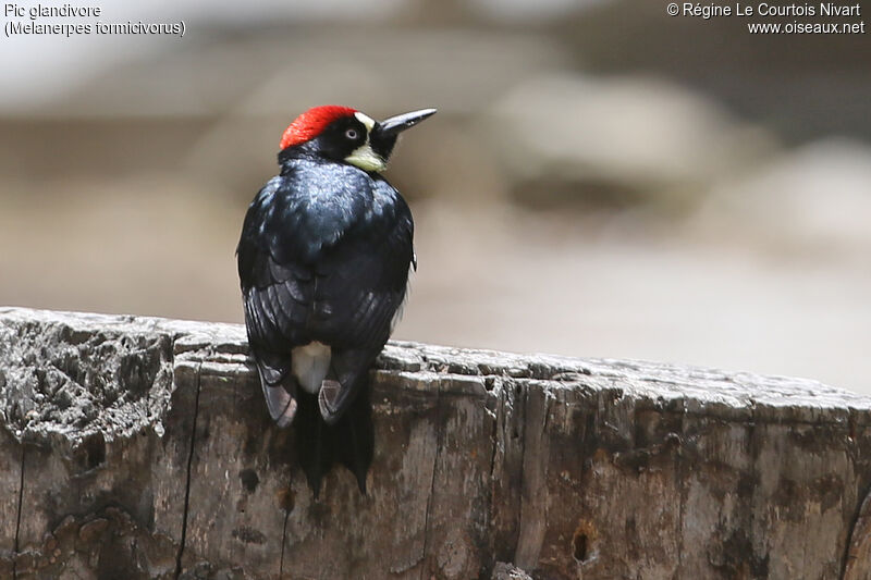 Acorn Woodpecker