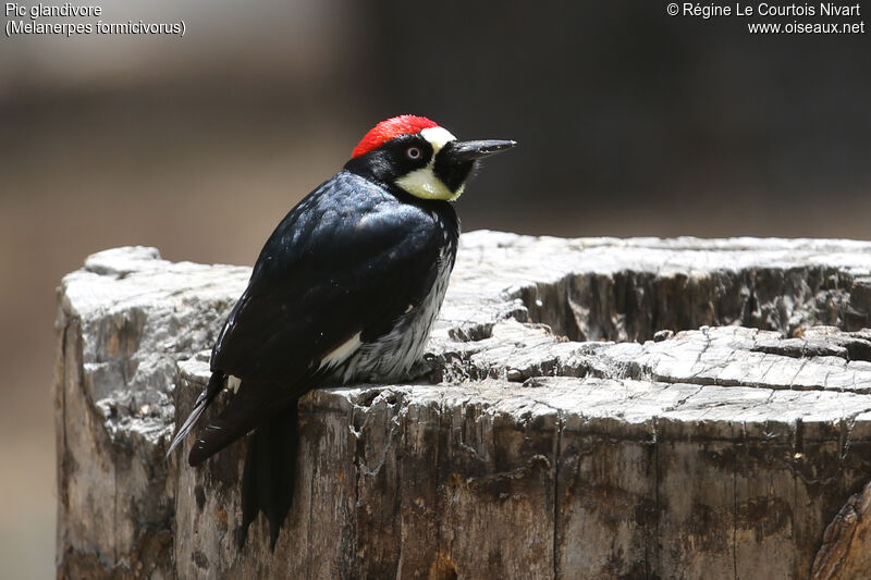 Acorn Woodpecker