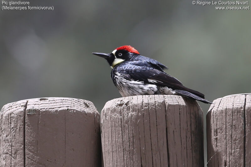 Acorn Woodpecker