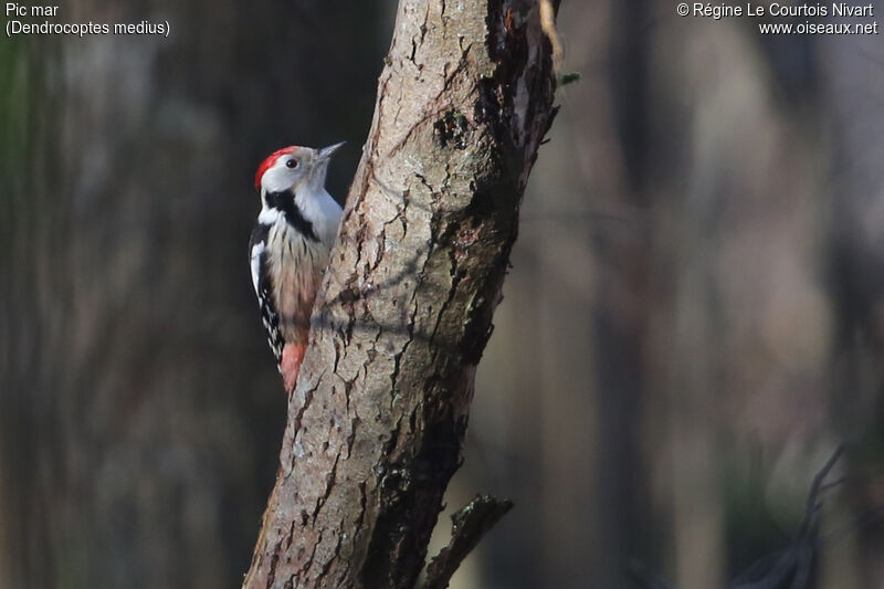 Middle Spotted Woodpecker