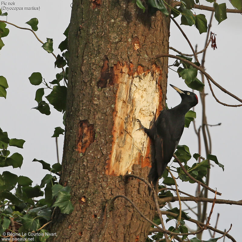 Black Woodpecker