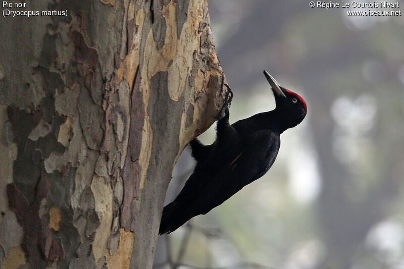 Black Woodpecker male adult