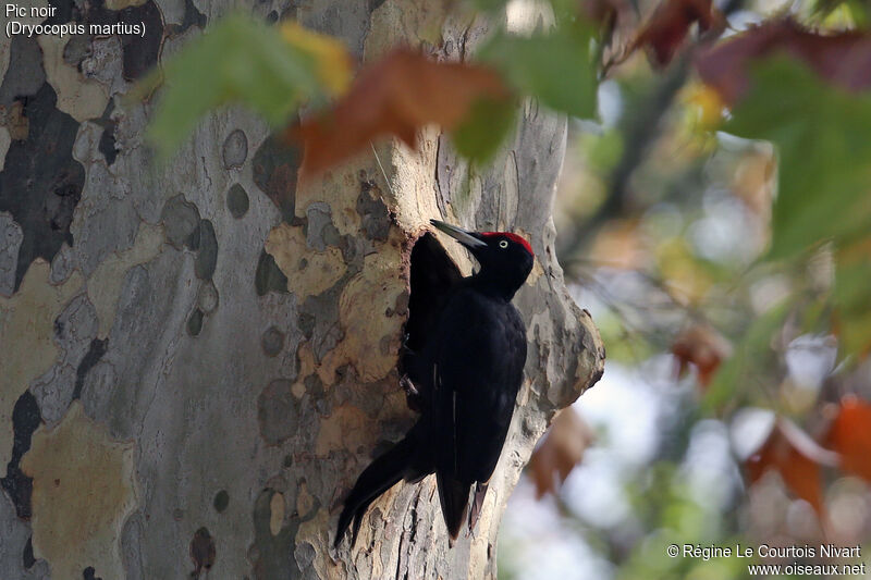 Black Woodpecker male adult