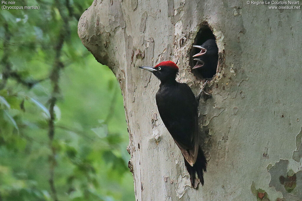 Black Woodpecker, Reproduction-nesting