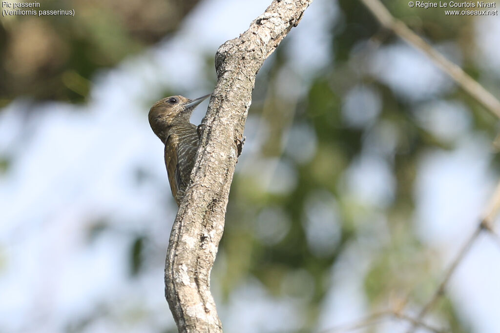 Pic passerin femelle