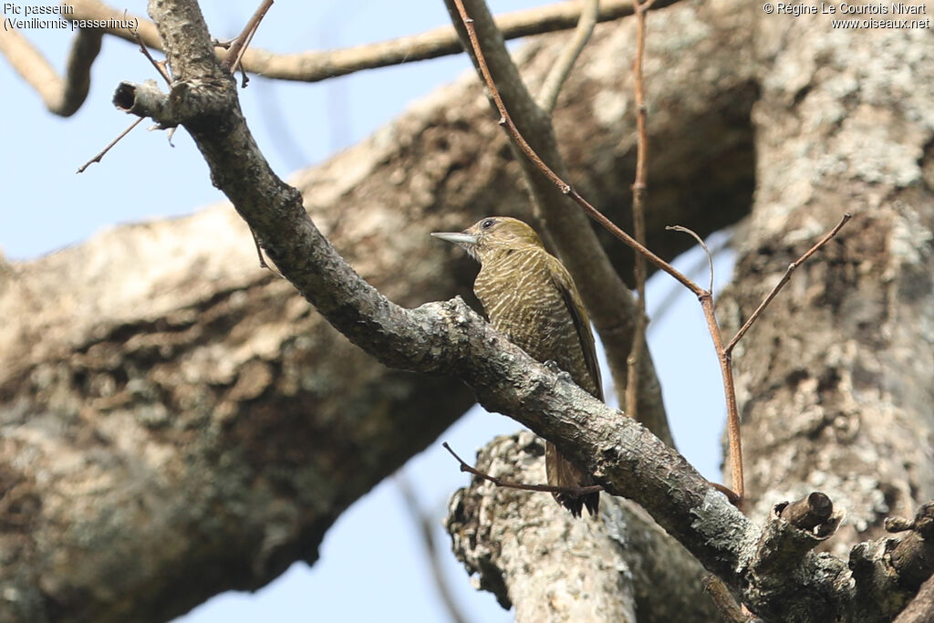 Pic passerin femelle