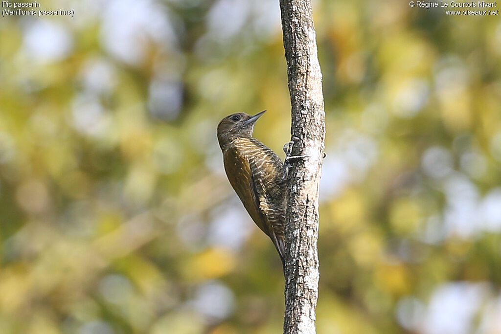 Pic passerin femelle