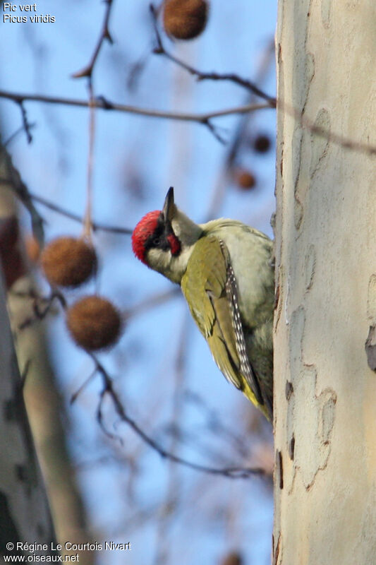 European Green Woodpecker male, identification