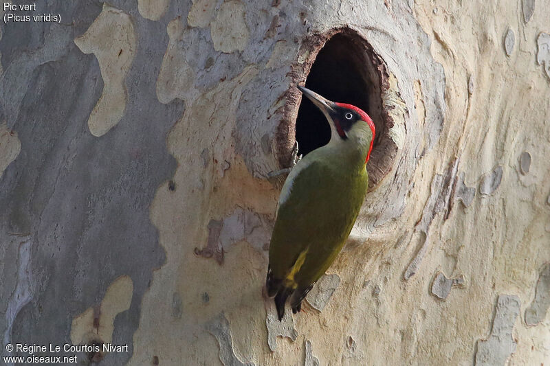 European Green Woodpecker male adult