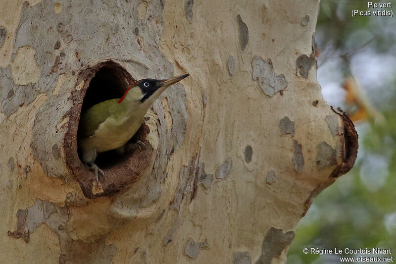 European Green Woodpecker female adult