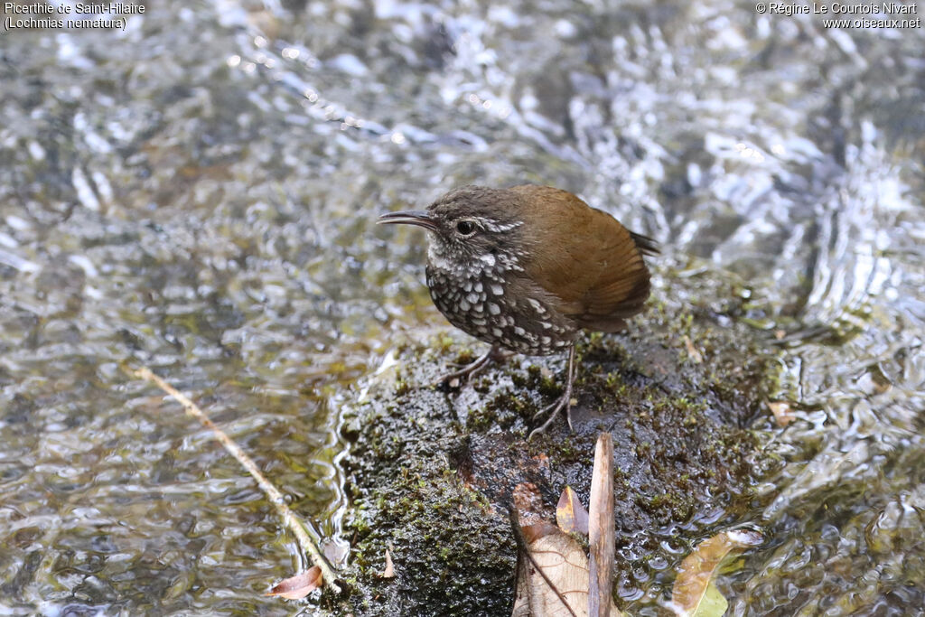 Sharp-tailed Streamcreeper