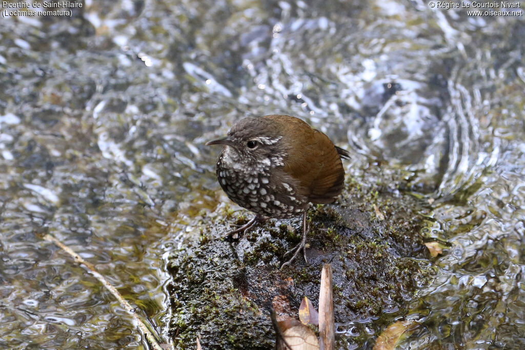 Sharp-tailed Streamcreeper