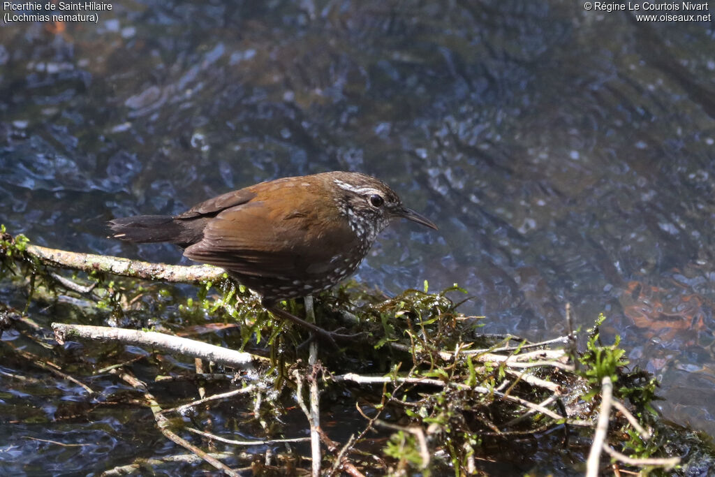 Sharp-tailed Streamcreeper