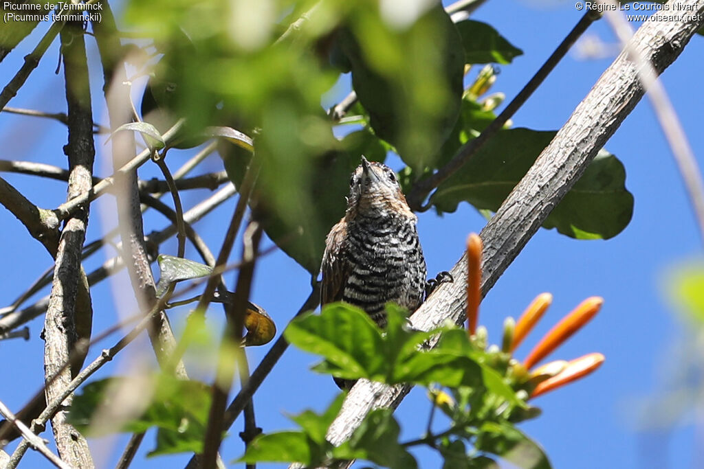Ochre-collared Piculet