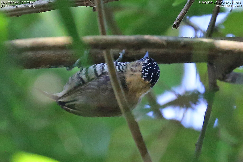 Ochre-collared Piculet