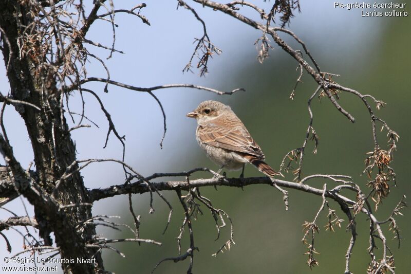 Red-backed Shrikejuvenile, identification