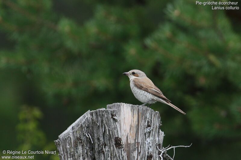 Red-backed Shrike female adult, identification