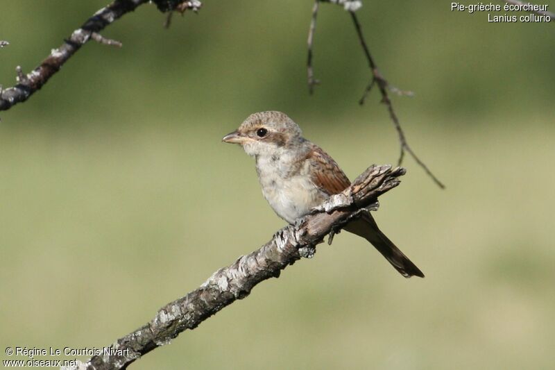 Pie-grièche écorcheurjuvénile, identification