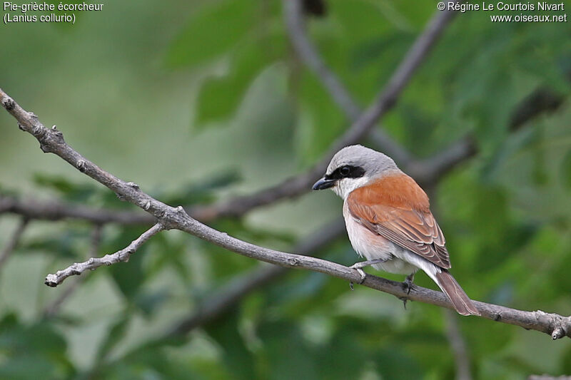 Red-backed Shrike