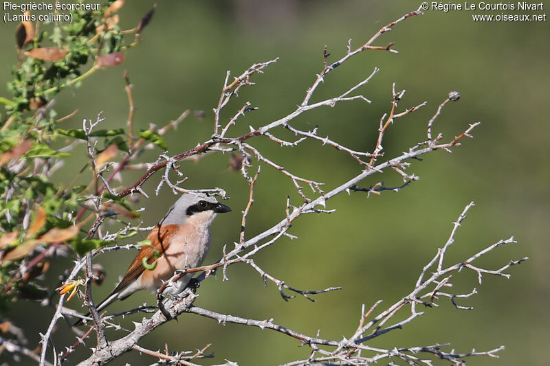 Red-backed Shrike