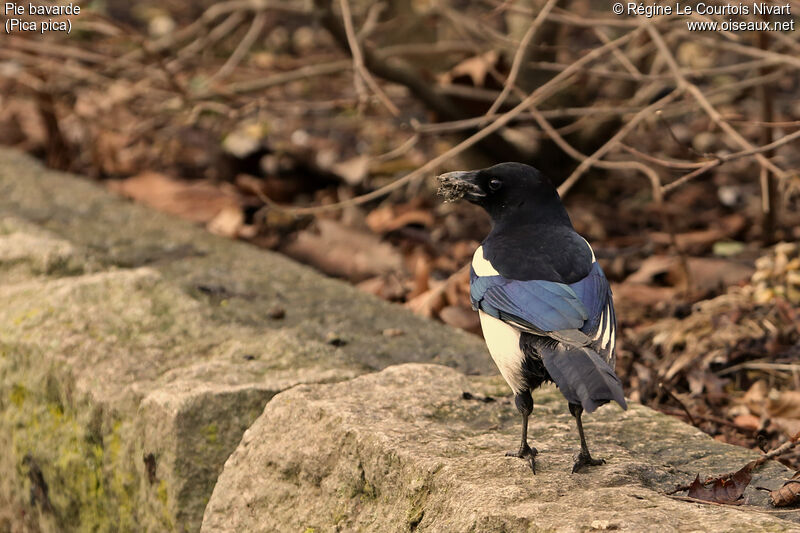 Eurasian Magpie