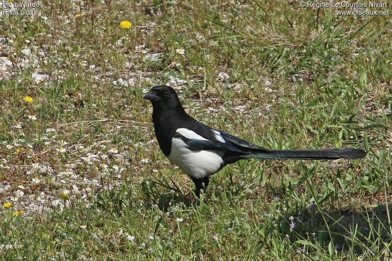 Eurasian Magpie