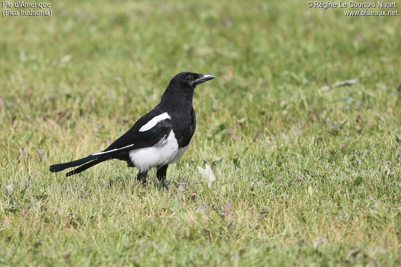 Black-billed Magpie