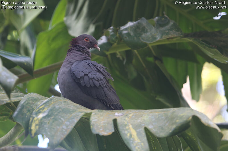 Pigeon à cou rouge