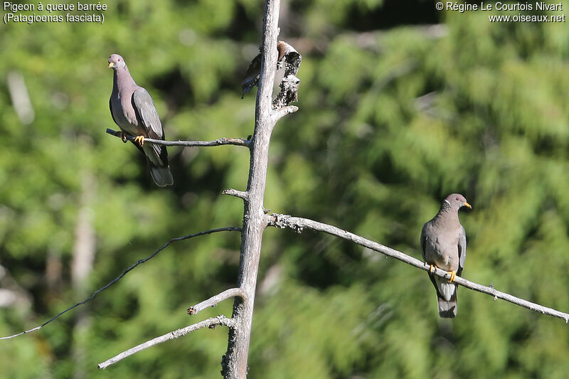 Band-tailed Pigeon