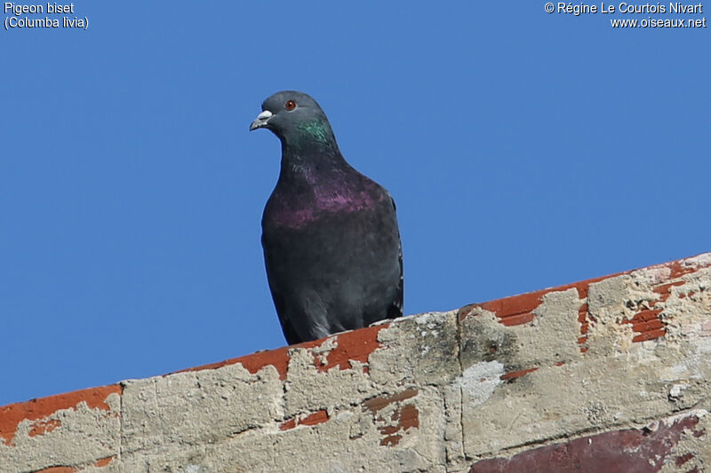 Rock Dove