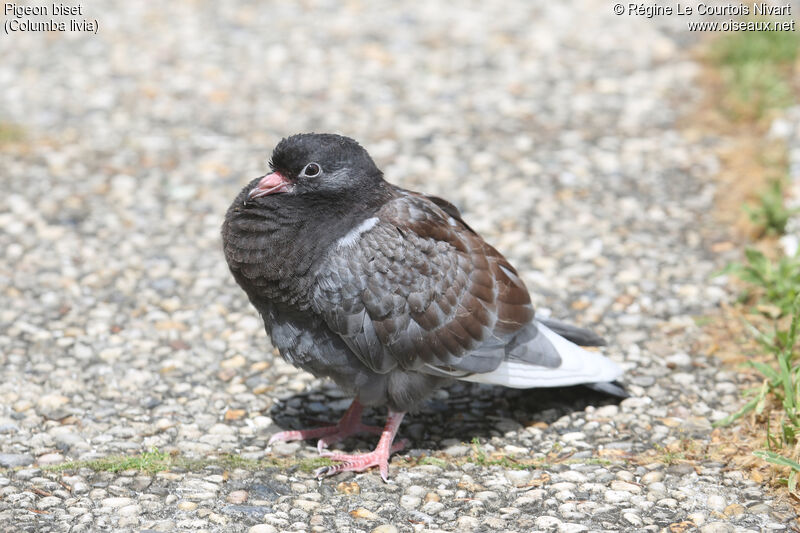 Rock Dovejuvenile