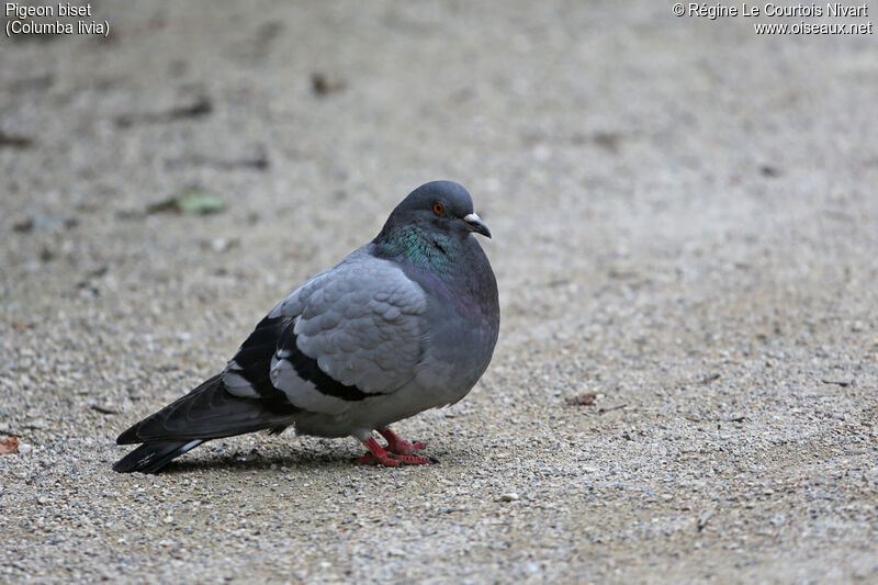 Pigeon biset