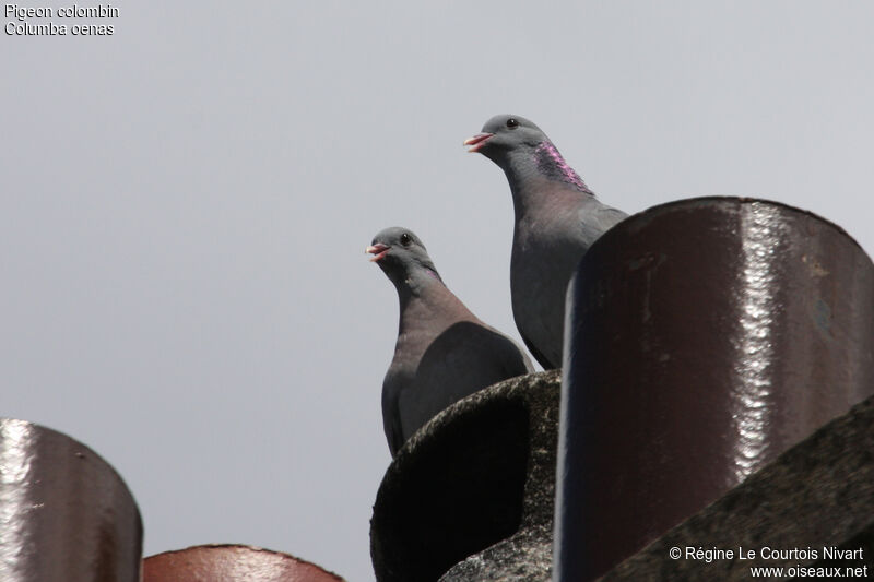 Pigeon colombin 