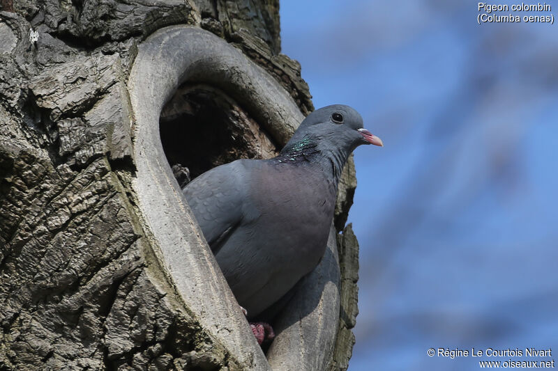 Stock Dove