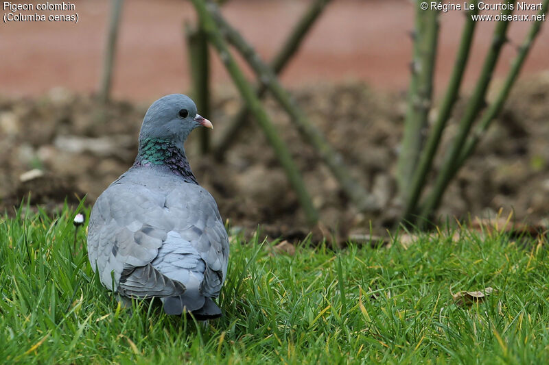 Pigeon colombin