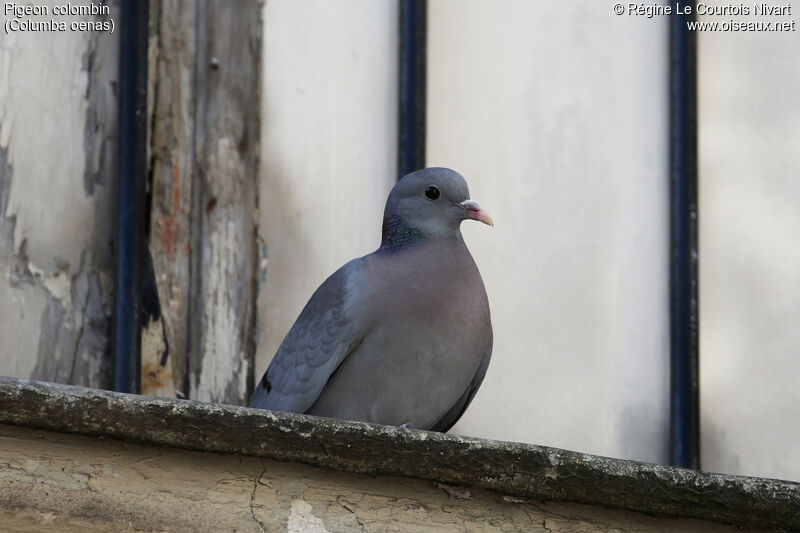 Pigeon colombin