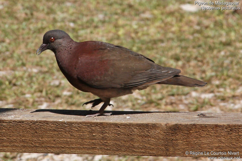 Pigeon de Madagascar