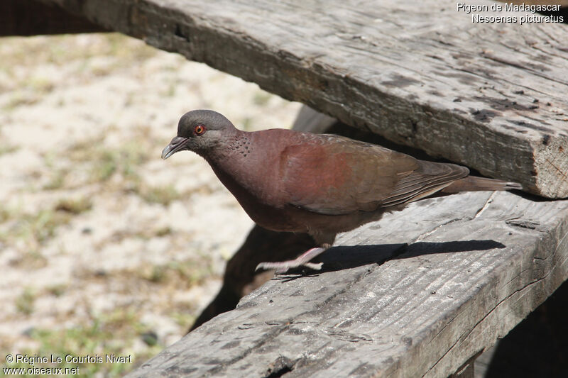 Pigeon de Madagascar