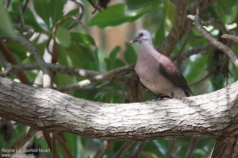 Malagasy Turtle Doveadult, habitat